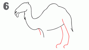 como-dibujar-camellos