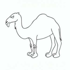 como-dibujar-un-camello