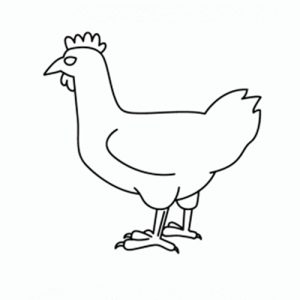 como-dibujar-una-gallina